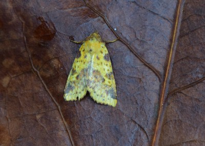 Pink-barred Sallow - Coverdale 03.10.2022