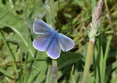 Common Blue - Blythe Valley 02.06.2022
