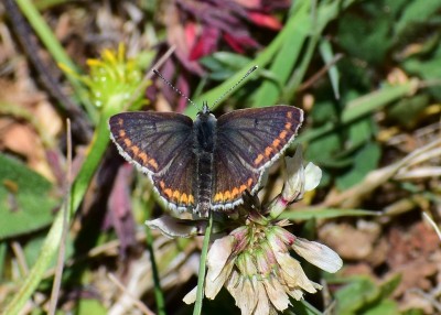 Brown Argus - Blythe Valley 29.05.2020