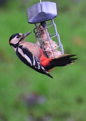 Great Spotted Woodpecker male - Coverdale 26.01.2019