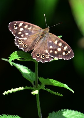 Speckled Wood male - Coverdale 29.07.2021