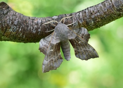 Poplar Hawk-moth - Coverdale 21.06.2024
