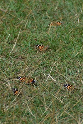 Painted Ladies - Lizard Point 05.08.2019