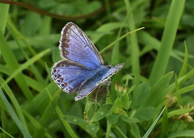Common Blue female - Daneway Banks 26.07.2019