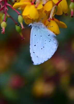 Holly Blue female - Coverdale 24.04.2022
