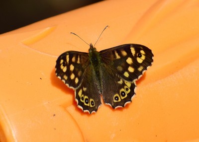 Speckled Wood male #2 - Coverdale 16.04.2020