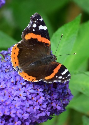 Red Admiral - Coverdale 19.07.2020