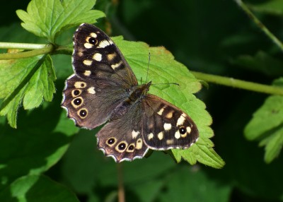 Speckled Wood female - Coverdale 26.07.2020