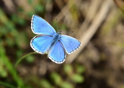 Adonis Blue - Bindon Hill 04.09.2024