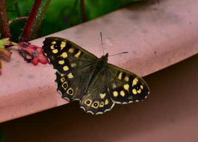 Speckled Wood male - Coverdale 10.05.2019