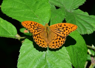 Silver-washed Fritillary male - Snitterfield Bushes 14.07.2021