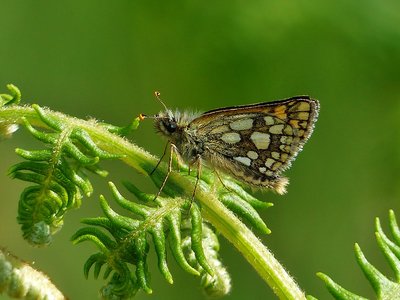 Chequered Skipper male underside - Glen Loy 06.06.2016