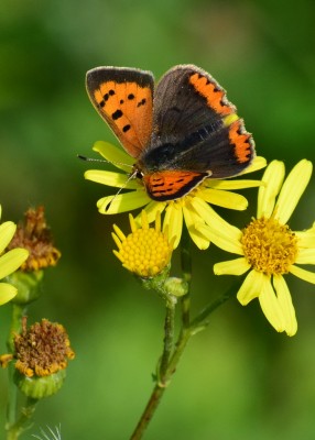 Small Copper - Blythe Valley 16.09.2020