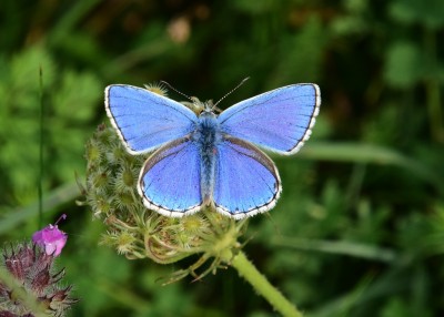 Adonis Blue - Old Winchester Hill 29.08.2023