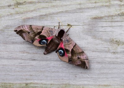 Female Eyed Hawk-moth, a good excuse to post this photo again.