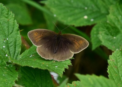 Meadow Brown - Sheldon Country Park 15.06.2022