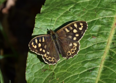 Speckled Wood - Langley Hall 23.04.2021