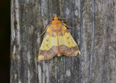 Barred Sallow - Coverdale 05.10.2020
