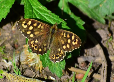 Speckled Wood male - Wagon Lane 20.04.2020