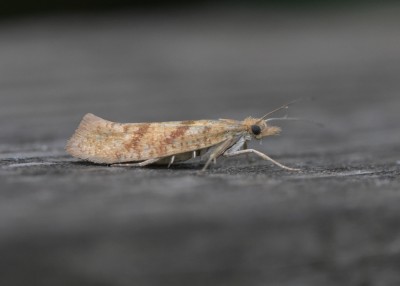 Ypsolopha sylvella - Coverdale 10.09.2019