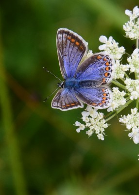 Common Blue female - OWH 02.09.2021
