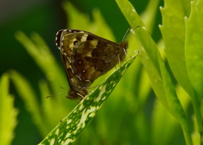 Speckled Wood pair - Coverdale 29.04.2023