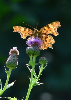 Comma - Snitterfield Bushes 16.07.2022