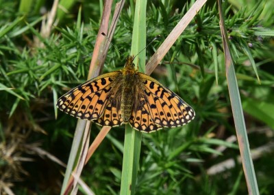 Small Pearl-bordered Fritillary - Kynance Cove 06.08.2024