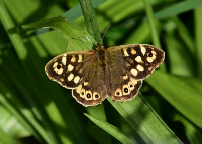 Speckled Wood female - Coverdale 13.05.2022