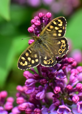 Speckled Wood male - Coverdale 19.04.2020