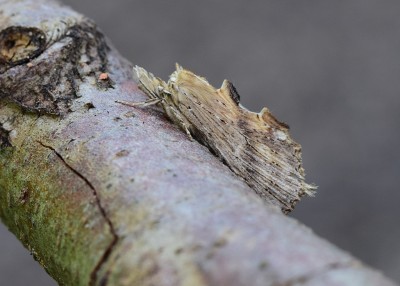 Pale Prominent - Coverdale 16.06.2022