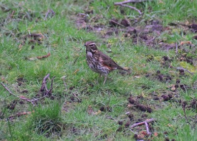 Redwing - Coverdale 14.03.2020