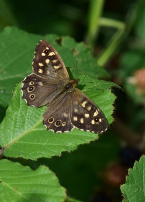 Speckled Wood - Blythe Valley 29.08.2024