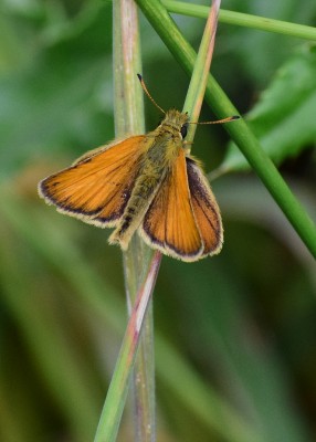 Essex Skipper male - Bickenhill 02.07.2020