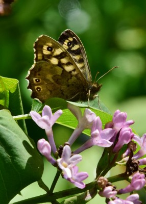 Speckled Wood - Coverdale 07.05.2023
