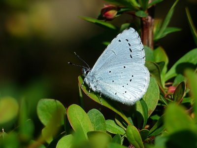 Holly Blue male - Coverdale 08.04.2017