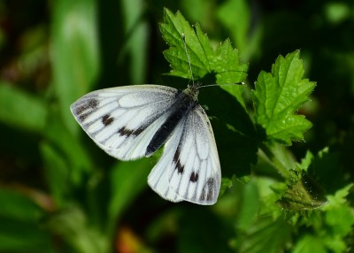 Green-veined White - Coverdale 14.04.2020