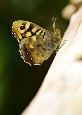 Speckled Wood male - Coverdale 21.04.2020
