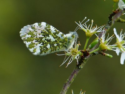 Orange-tip - Castle Hills 26.04.2018