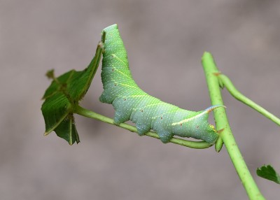 Lime Hawk-moth caterpillar.
