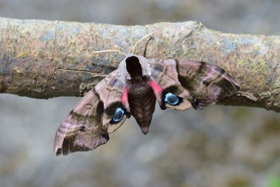 Eyed Hawk Moth - Coverdale 17.06.2022