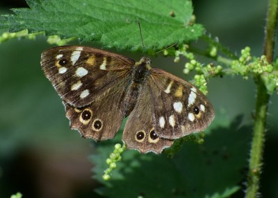 Speckled Wood male - Coverdale 24.08.2020