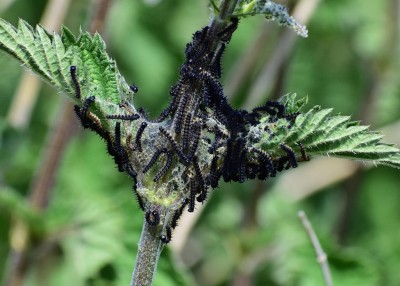 Peacock Larvae - Sheldon Country Park 26.05.2020