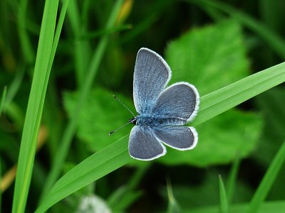 Small Blue - Bishops Hill 22.05.2016