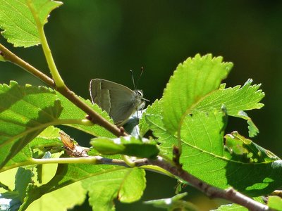 Purple Hairstreak - Fermyn Woods 28.06.2018