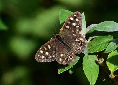 My last butterfly of 2019. Speckled Wood -  Coverdale 06.10.2019