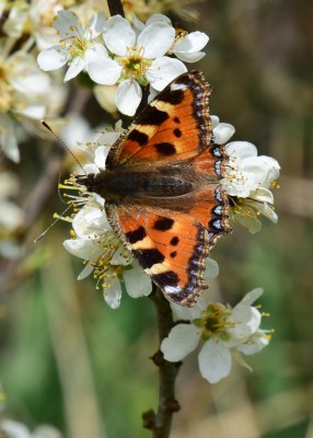 Small Tortoiseshell - Wagon Lane 05.04.2022