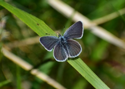 Small Blue - Strawberry Banks 15.05.2019