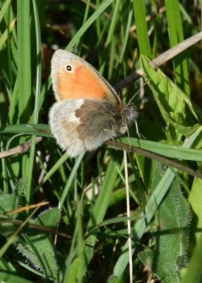 Small Heath - Prestbury Hill 24.05.2023