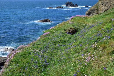Bluebells framed by Thrift along the coast path west of Lizard Point 18.05.2021